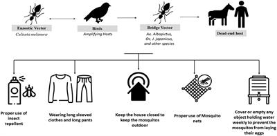 The emerging scenario for the Eastern equine encephalitis virus and mitigation strategies to counteract this deadly mosquito-borne zoonotic virus, the cause of the most severe arboviral encephalitis in humans—an update